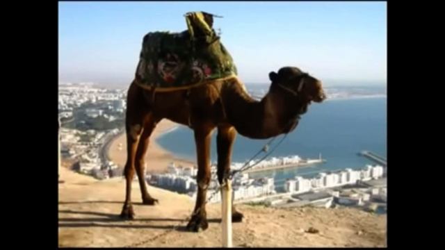 Опа Америка Европа смотреть онлайн