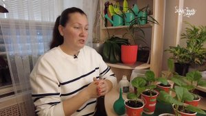 ПОЛИВ ГУМАТОМ КАЛИЯ РАССАДЫ - ЛУЧШАЯ ПОДКОРМКА ДО ВЫСА