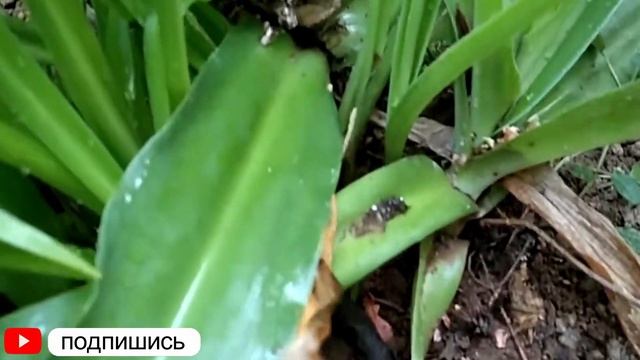 Морской лук: Лечение Сердца и Мочегонный Эффект. Drimia mar