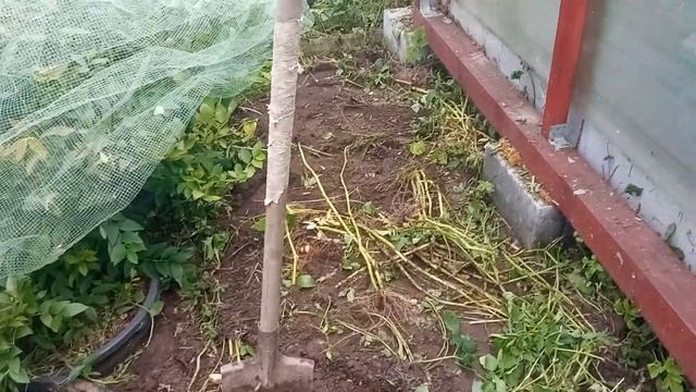 Картофель Удача не Удался смотреть онлайн