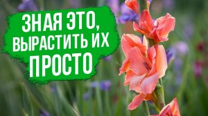 Долгое цветение гладиолусов - это возможно! Все, что нужно знать о выращивании гладиолусов.