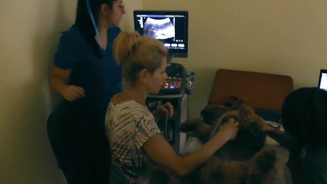 Академия xVet