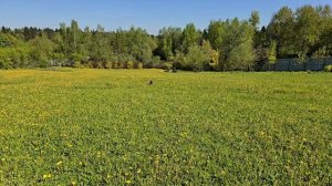 Бишон хаванез