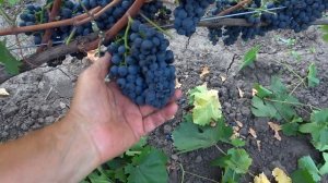 Технический виноград ДУНАЙ