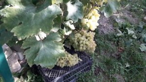 Кишмиш Гелиодор.