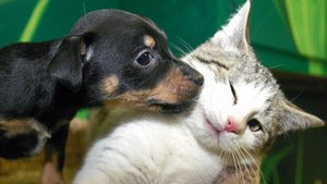 Очень смешные котики и песики))