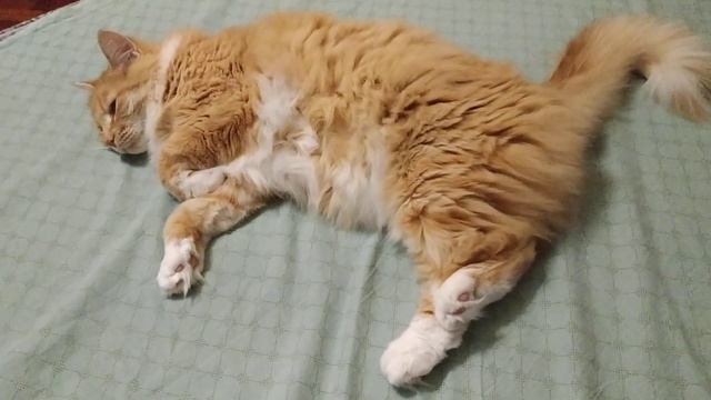 Буду готовить заново и без лука! Спасибо всем кто подс? смотреть онлайн