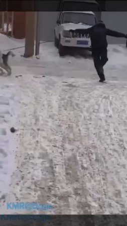 Зимний выгул полон приключений, никогда не знаешь куда унесесет😂 ( видео про собак )