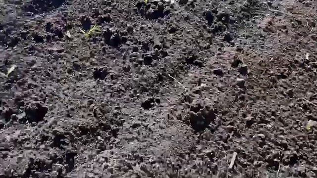 Сахарная свекла после апрельского мороза, 15.04.2025