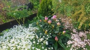 Дача.Утро.Зацветает рододендрон Бригитта🌸💗🌞