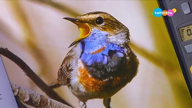 Навигатор. Новости (от 11.03.2025) смотреть онлайн