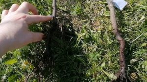 Груша слива на участке распаковка посадка