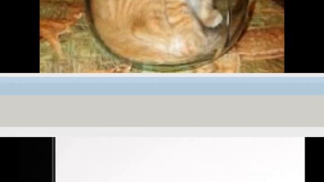 клип про кота смотреть онлайн