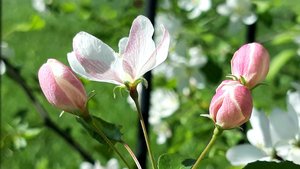 Весеннее настроение