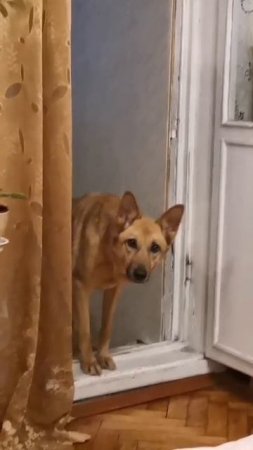 Ну не волк ли!!!🧐🙈🤓
