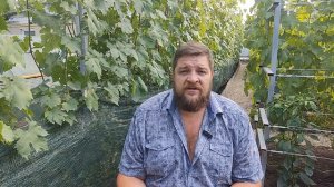 Защита гроздей винограда от серой гнили