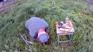 Перепрививка привитой почкой в прошлом году
