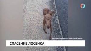 Спасение лосенка