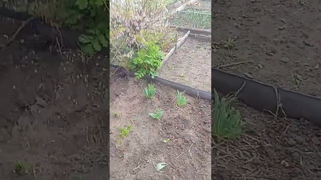 Казахстан город Рудный, обзор огорода на 27 апреля слив смотреть онлайн