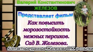 Как повысить морозостойкость нежных персиков. Сад В. Железова.
