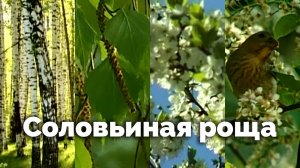 Соловьиная роща | С любовью к русской природе
