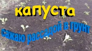 капуста сажаю рассадой в грунт