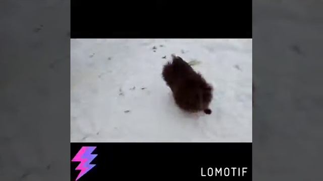 Шпиц продажа МОСКВА разведение смотреть онлайн