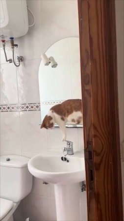 Котейка и кран 👏🚿🤩