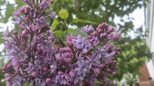 Херувимская песнь