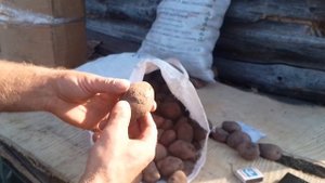 Семенной картофель сортов Лина и Розара от  питомника