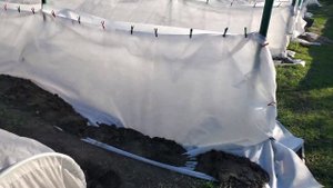 Укрытие винограда агроволокном от возвратных замороз