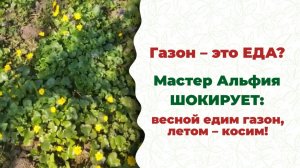 Альтернативный газон для ленивых добрых садоводов.