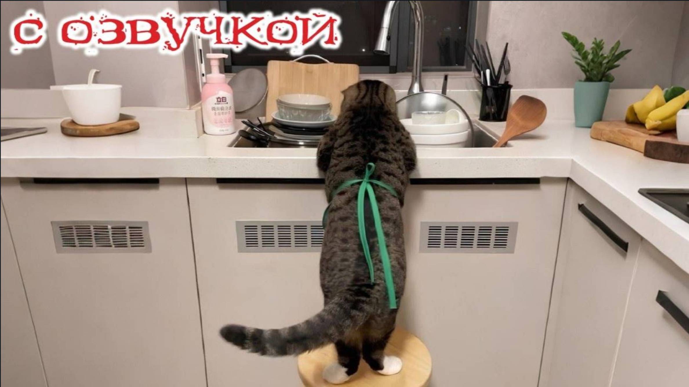 Приколы с животными😸🤗Смешные видео с озвучкой😸🤗СМЕШНОЕ ВИДЕО😸😍Наши любимые смешные животные!