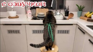 Приколы с животными😸🤗Смешные видео с озвучкой😸🤗СМЕШНОЕ ВИДЕО😸😍Наши любимые смешные животные!