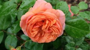 Лейла 31 серия русская озвучка Турецкий сериал | Обзор