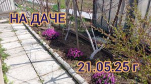 НА ДАЧЕ/ ВЫСАЖИВАЮ ЛУКИ и обо всем понемногу. 21.05.35 г