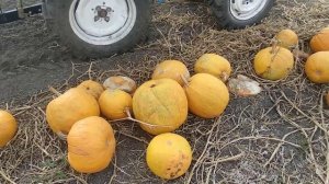 Молотим гарбуз ДАНКА ПОЛЬКА