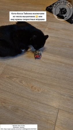 обзор игрушки для кошек