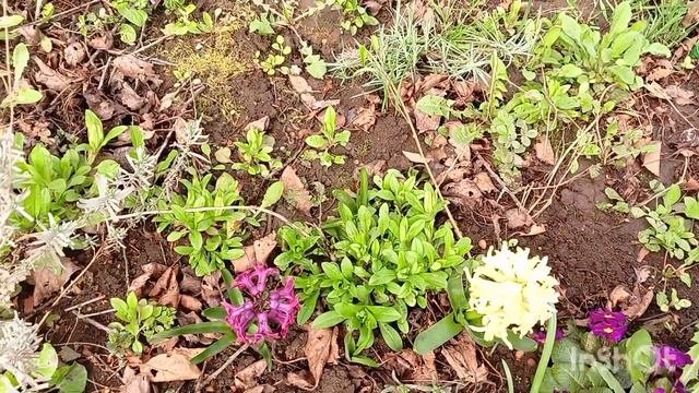 🌹🌷🌺Моя дача.Мой неформальный сад.Посадила розы .За?