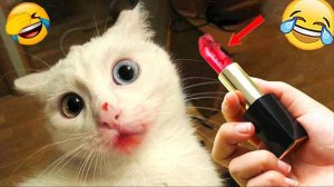 Приколы с животными😸 Смешные видео про животных 🤣СМЕШНОЕ ВИДЕО😅Наши любимые смешные животные