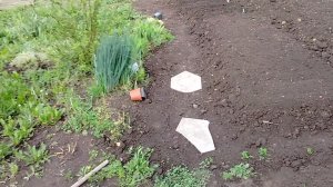 Будни огородника🌺🥕🌱