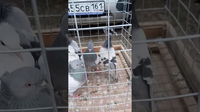 Полный обзор ярмарки голубей станица Ленинградская #п