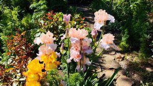 22.05.2025г. ИРИСЫ превосходное цветение.