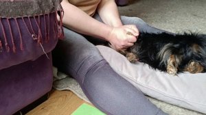 Массаж собаке спинальнику. Полезное видео