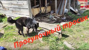 Повесил прогулочный тросик, собаке стало просторней