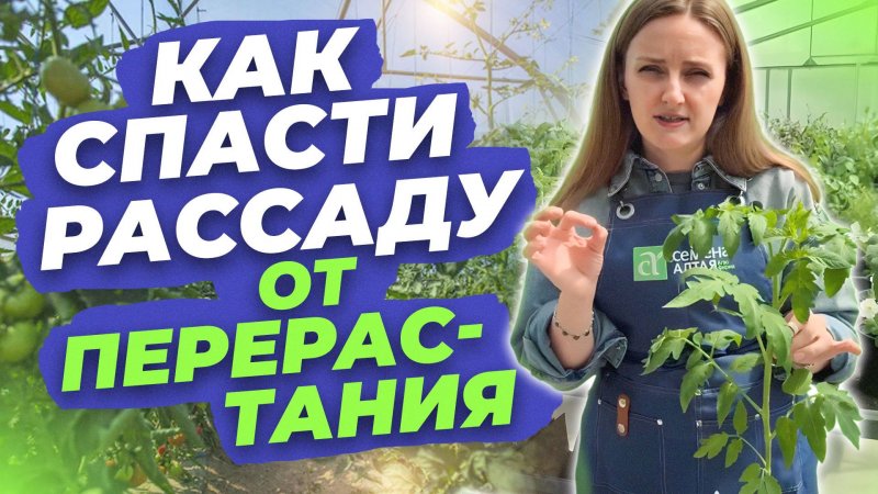 КАК СПАСТИ РАССАДУ ОТ ПЕРЕРАСТАНИЯ?