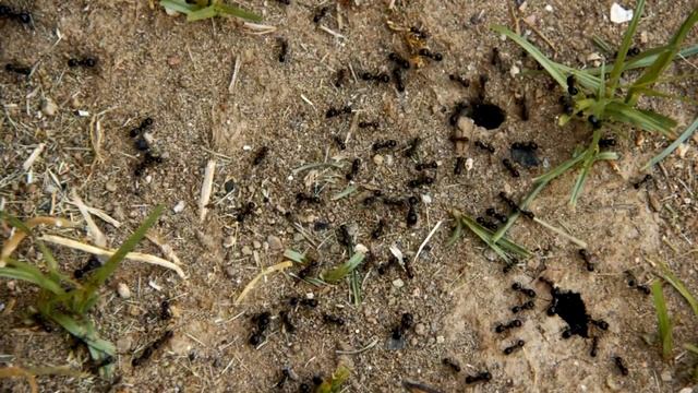 Эволюция ЧЛЕНИСТОНОГИХ. Как у насекомых появились кры смотреть онлайн