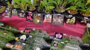 Орхидиум 2025