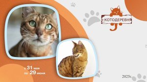 Кошки_Нижний_10