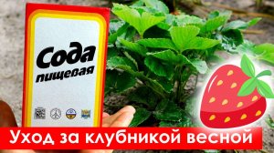Как Ухаживать за Клубникой Весной. Обработка и подкормка клубники